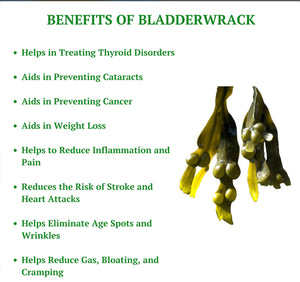 The “Big Back” Wellness Seamoss Blend (Burdock and Bladderwrack)